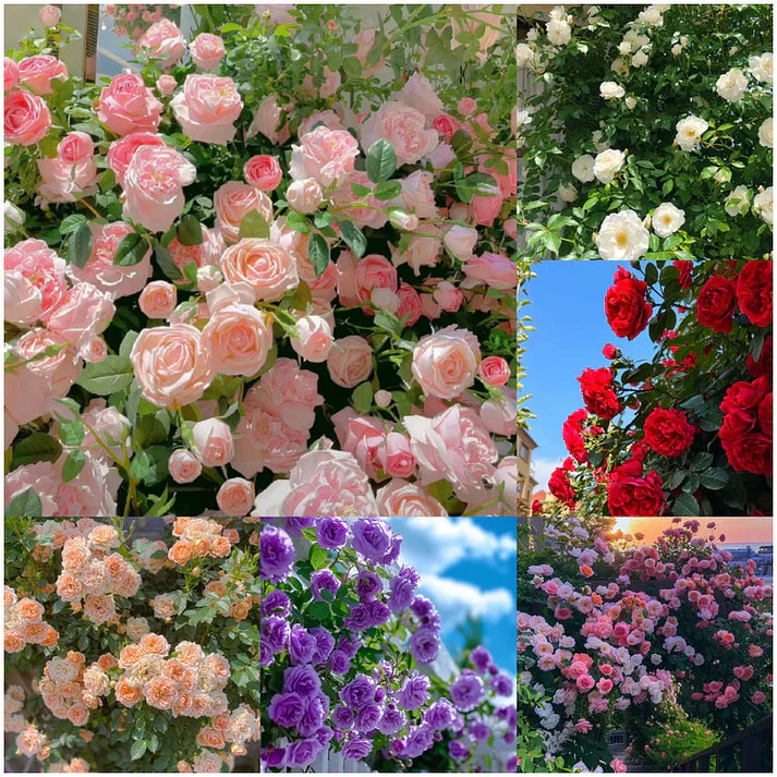 🌹 Elegant Climbing Rose Flower Seeds- Rare Seeds